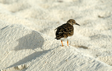 Tournepierre à collier,Arenaria interpres , Ruddy Turnstone