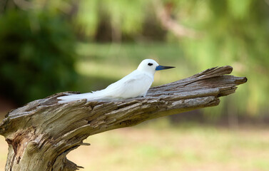 Gygis blanche, nid, oeuf,Gygis alba, White Tern,  Seychelles