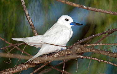 Gygis blanche, nid, oeuf,
Gygis alba, White Tern,  Seychelles