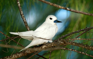 Gygis blanche, nid, oeuf,Gygis alba, White Tern,  Seychelles