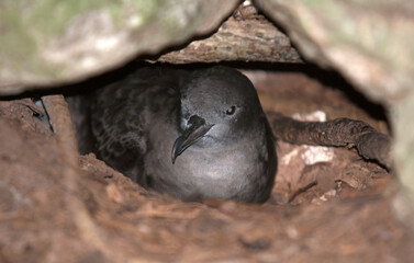 Puffin d'Audubon, Puffinus lherminieri, Sargasso Shearwater, nid, Ile de Cousin, Iles Seychelles