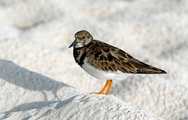 Tournepierre à collier,Arenaria interpres , Ruddy Turnstone