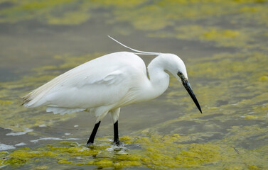 Aigrette garzette, Egretta garzetta, Little Egret,