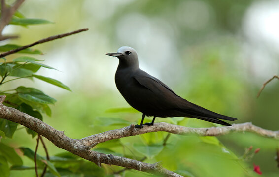 Noddi brun,Anous stolidus, Brown Noddy , Iles Bird, Iles Seychelles