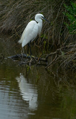 Aigrette garzette, Egretta garzetta, Little Egret,