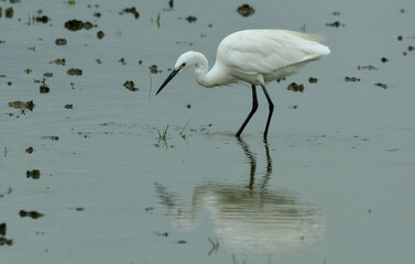 Aigrette garzette, Egretta garzetta, Little Egret,