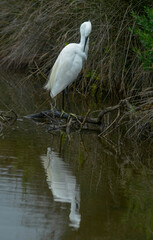 Aigrette garzette, Egretta garzetta, Little Egret,