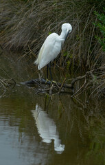 Aigrette garzette, Egretta garzetta, Little Egret,