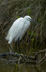 Aigrette garzette, Egretta garzetta, Little Egret,