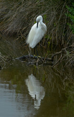 Aigrette garzette, Egretta garzetta, Little Egret,