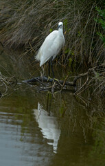 Obraz premium Aigrette garzette, Egretta garzetta, Little Egret,