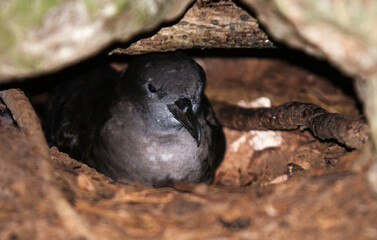 Puffin d'Audubon, Puffinus lherminieri, Sargasso Shearwater, nid, Ile de Cousin, Iles Seychelles