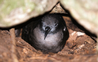 Puffin d'Audubon, Puffinus lherminieri, Sargasso Shearwater, nid, Ile de Cousin, Iles Seychelles