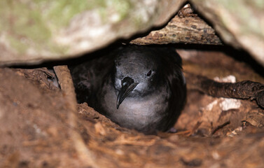 Puffin d'Audubon, Puffinus lherminieri, Sargasso Shearwater, nid, Ile de Cousin, Iles Seychelles
