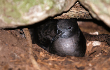 Puffin d'Audubon, Puffinus lherminieri, Sargasso Shearwater, nid, Ile de Cousin, Iles Seychelles