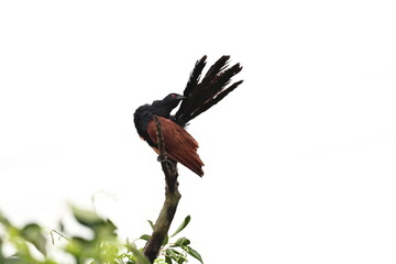 Greater Coucal