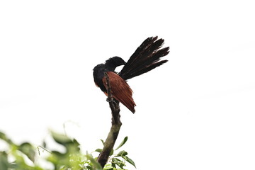 Greater Coucal