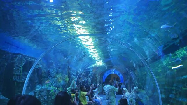 Aquarium fish including Silver Pompano (Trachinotus blochii) swim in a large underwater tunnel.