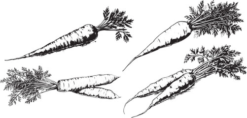 Carrots Vector Illustration, Isolated on White Background.