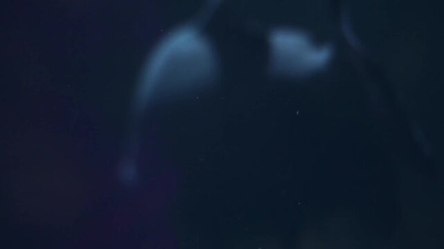 A school of Colossoma macropomum (Giant pacu) swim in an aquarium.