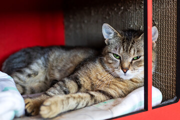 A cat that has bright green eyes is comfortably laying in a cardboard box
