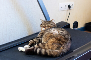 A cat is comfortably and lazily laying down on top of a treadmill