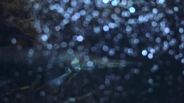 Aquarium fish, Alligator gar ( *Atractosteus spatula*).