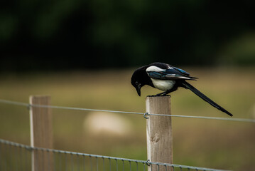 Eurasian magpie (Pica pica) perched on a wooden fence post, looking down. Sharp close-up with soft blurred background. Photographed in a rural setting in the UK.