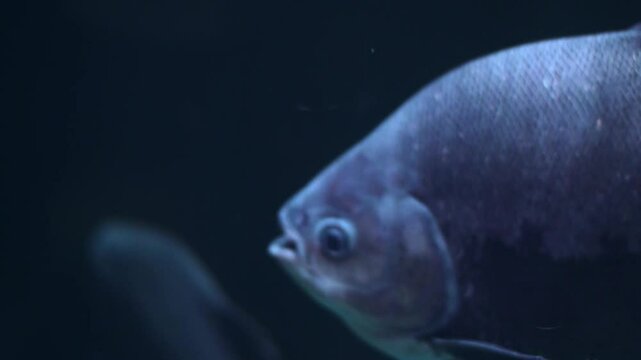 A school of pacu ( _Piaractus brachypomus_ ) swim in an aquarium.