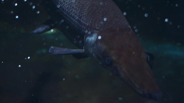 Alligator gar ( *Atractosteus spatula*) swimming in an aquarium.