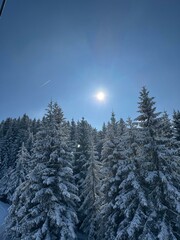 Snow-covered pine forest under clear winter sky with sun
