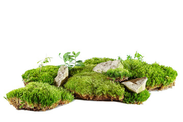 Green forest natural moss with stones and lingonberry sprout. Isolated on white.