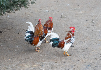 wielobarwne koguty w na wybiegu w zagrodzie wiejskiej © siwyk