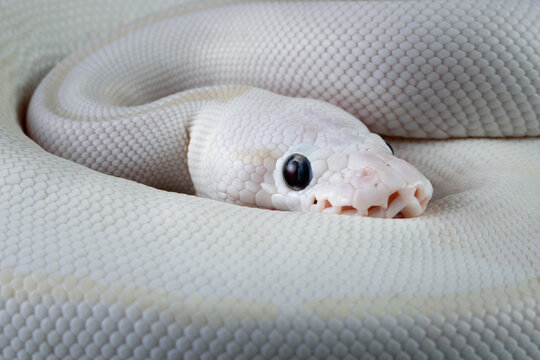 White leucistic ball python snake on isolated background, Closeup royal python