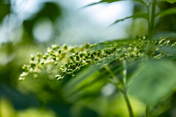 Close-up of a green plant with small unripe seeds in a sunlit natural environment