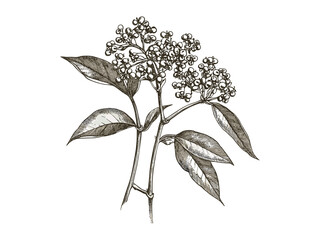 Antique elderflower berry engraving, vintage fruit sketch, botanical black ink artwork, hand-drawn plant decor, retro nature print, rustic line illustration, wall botanical poster,