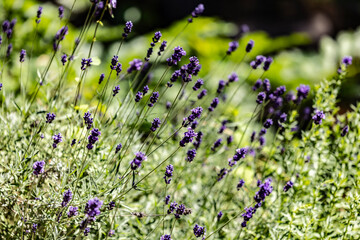Blooming lavender flowers in a sunlit garden with green foliage in the background
