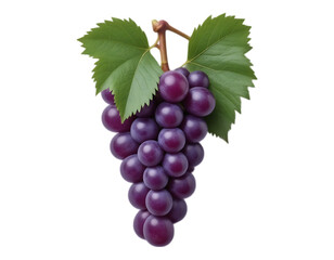 Fototapeta premium Bunch of Fresh Purple Grapes with Green Leaves