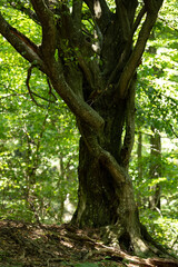 Obraz premium Old tree with twisted trunk and thick branches in a green forest lit by dappled sunlight