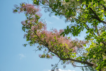The bush of Cotinus coggygria as delicate fluffy natural background.