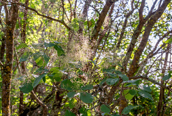 The bush of Cotinus coggygria as delicate fluffy natural background.