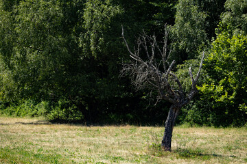 Lonely dry tree with bare branches standing in a grassy field near dense green forest