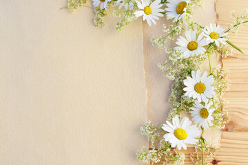 Beautiful background with fresh daisy flowers (chamomile)