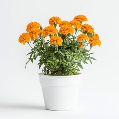 A vibrant pot of orange marigold flowers with green leaves against a clean white background