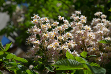 Horse chestnut flowers.