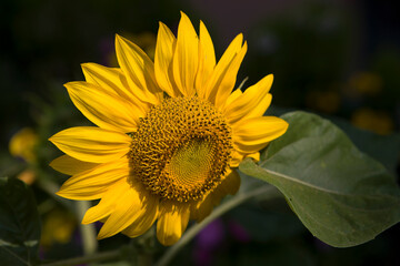 Sunflower flower close up