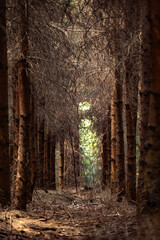Path through a dense forest of dry conifer trees with bare branches and scattered needles on the...