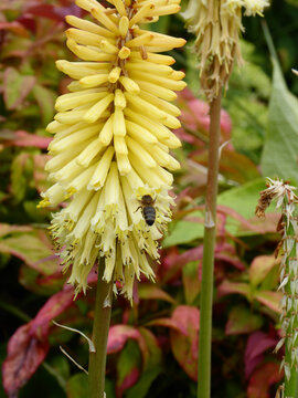 bee on a flower