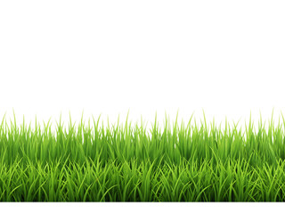 Fototapeta premium Photo of green grass border at the bottom isolated on transparent background