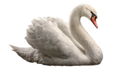 Graceful white swan forming heart neck isolated on transparent background 